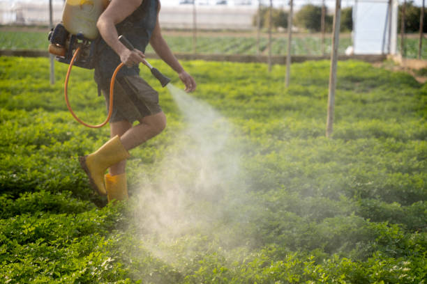 Wasp Removal Services in Virginia Gardens, FL