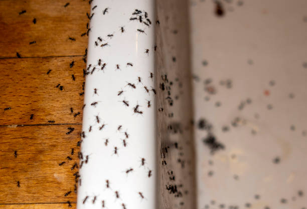 Best Best Pest Control Companies  in Virginia Gardens, FL